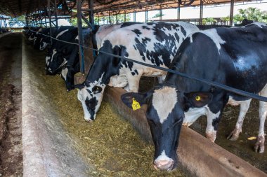 Siyah-beyaz süt inekleri Brezilya 'daki çiftlikteki modern ahırda sıra sıra beklerken besleniyor.