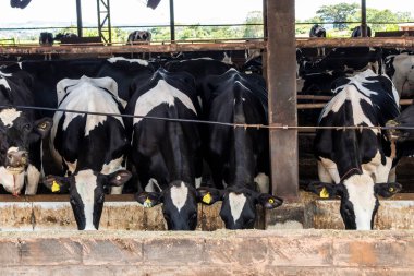 Siyah-beyaz süt inekleri Brezilya 'daki çiftlikteki modern ahırda sıra sıra beklerken besleniyor.