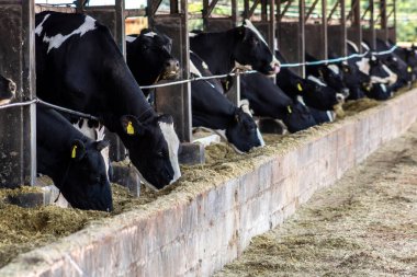 Siyah-beyaz süt inekleri Brezilya 'daki çiftlikteki modern ahırda sıra sıra beklerken besleniyor.