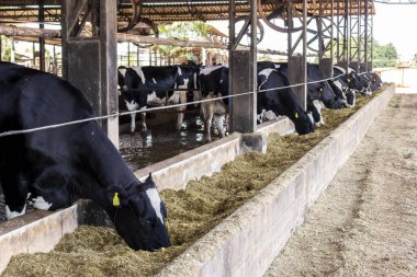 Siyah-beyaz süt inekleri Brezilya 'daki çiftlikteki modern ahırda sıra sıra beklerken besleniyor.