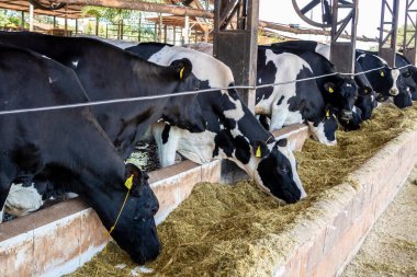 Siyah-beyaz süt inekleri Brezilya 'daki çiftlikteki modern ahırda sıra sıra beklerken besleniyor.