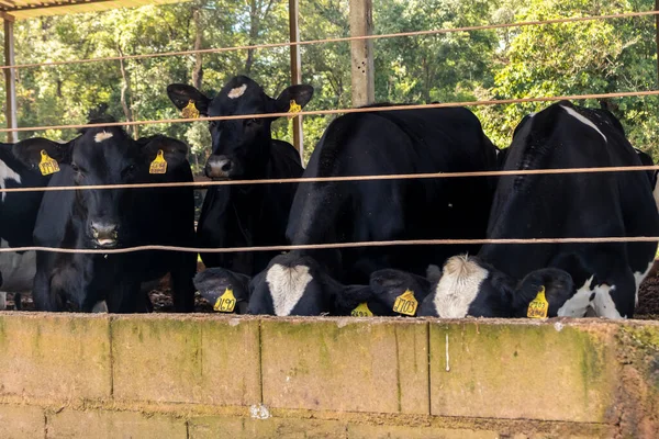 Siyah-beyaz süt inekleri Brezilya 'daki çiftlikteki modern ahırda sıra sıra beklerken besleniyor.