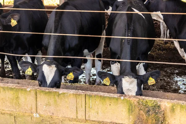 Siyah-beyaz süt inekleri Brezilya 'daki çiftlikteki modern ahırda sıra sıra beklerken besleniyor.