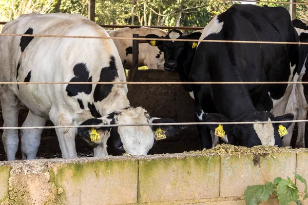 Gruppo Vacche Latte Bianco Nero Che Nutrono Mangime Mentre Trovano — Foto Stock