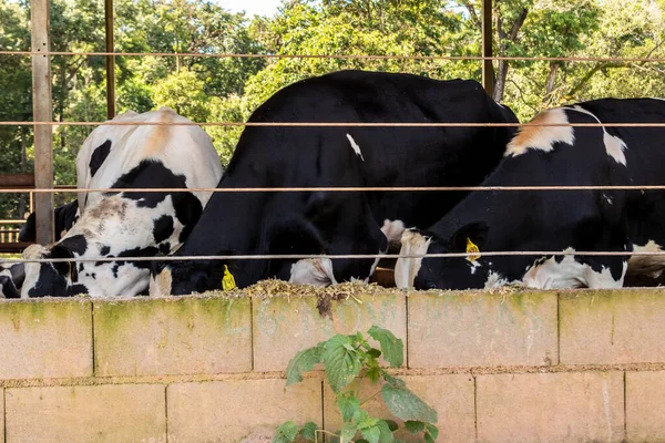 Siyah-beyaz süt inekleri Brezilya 'daki çiftlikteki modern ahırda sıra sıra beklerken besleniyor.