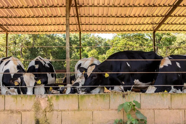 Group Black White Milk Cows Eatin Feed While Standing Row — Stock Fotó