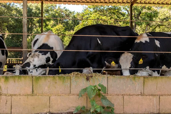Siyah-beyaz süt inekleri Brezilya 'daki çiftlikteki modern ahırda sıra sıra beklerken besleniyor.