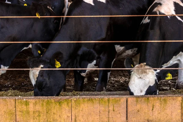 Group Black White Milk Cows Eatin Feed While Standing Row — Stock Photo, Image