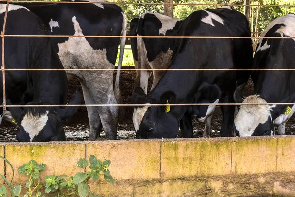Group Black White Milk Cows Eatin Feed While Standing Row — Stock Photo, Image