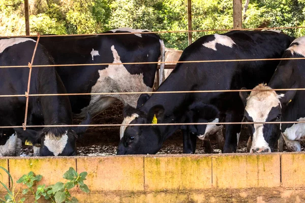 Grupo Vacas Leche Blanco Negro Alimentan Mientras Están Fila Moderno —  Fotos de Stock