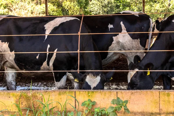Siyah-beyaz süt inekleri Brezilya 'daki çiftlikteki modern ahırda sıra sıra beklerken besleniyor.