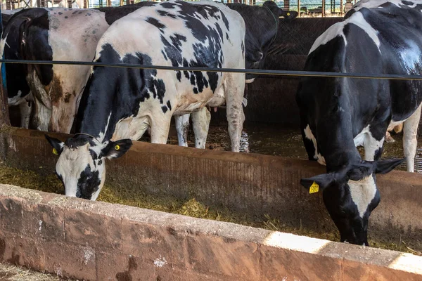 Siyah-beyaz süt inekleri Brezilya 'daki çiftlikteki modern ahırda sıra sıra beklerken besleniyor.
