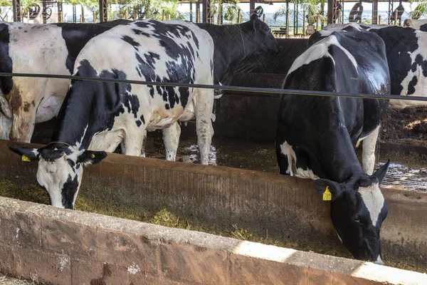 Siyah-beyaz süt inekleri Brezilya 'daki çiftlikteki modern ahırda sıra sıra beklerken besleniyor.