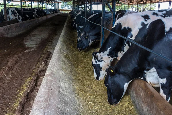 Group Black White Milk Cows Eatin Feed While Standing Row — Stock fotografie