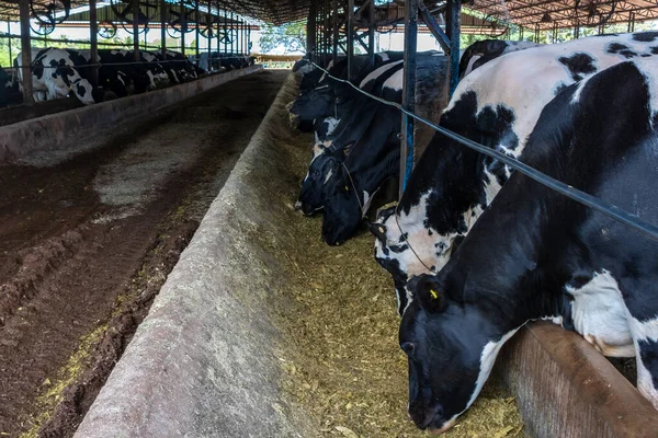Group Black White Milk Cows Eatin Feed While Standing Row — Foto de Stock