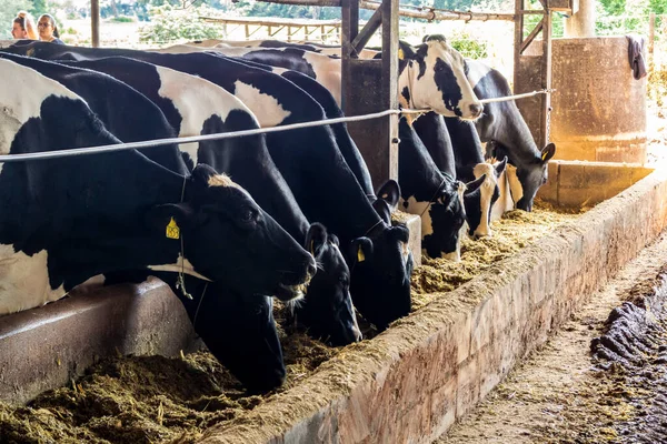 Group Black White Milk Cows Eatin Feed While Standing Row — Stock fotografie