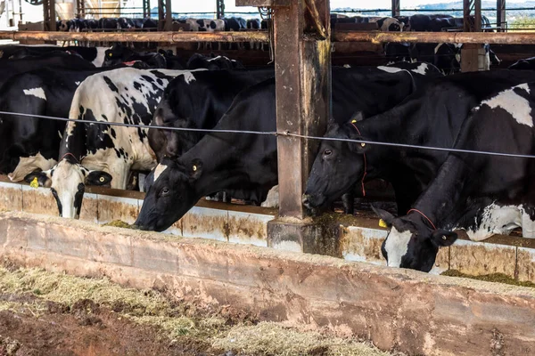 Grupo Vacas Leche Blanco Negro Alimentan Mientras Están Fila Moderno —  Fotos de Stock