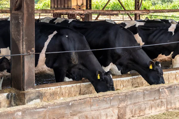 Grupo Vacas Leche Blanco Negro Alimentan Mientras Están Fila Moderno —  Fotos de Stock