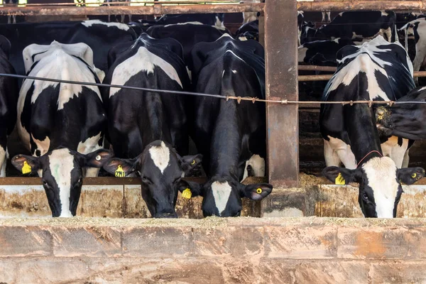 Siyah-beyaz süt inekleri Brezilya 'daki çiftlikteki modern ahırda sıra sıra beklerken besleniyor.