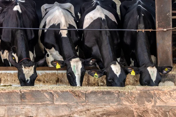 Siyah-beyaz süt inekleri Brezilya 'daki çiftlikteki modern ahırda sıra sıra beklerken besleniyor.