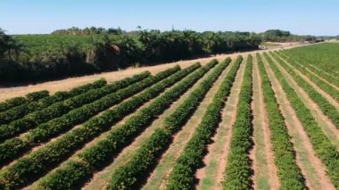 Brezilya 'daki yeşil kahve tarlasının havadan görünüşü