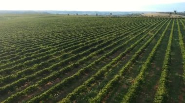 Brezilya 'daki yeşil kahve tarlasının havadan görünüşü