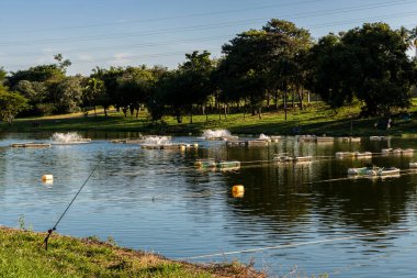 Brezilya 'da bir balık çiftliğinde tilapia yetiştirmek için kullanılan tanklar.