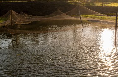Brezilya 'da bir balık çiftliğinde tilapia yetiştirmek için kullanılan tanklar.