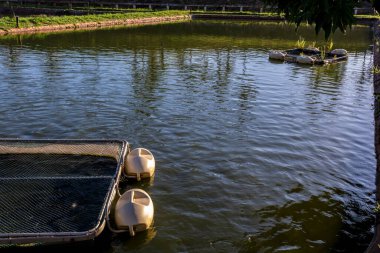 Brezilya 'da bir balık çiftliğinde tilapia yetiştirmek için kullanılan tanklar.
