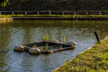 Brezilya 'da bir balık çiftliğinde tilapia yetiştirmek için kullanılan tanklar.