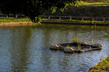 Brezilya 'da bir balık çiftliğinde tilapia yetiştirmek için kullanılan tanklar.