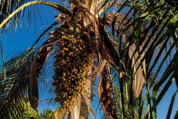 Jeriva palm tree and fruits (Syagrus romanzoffiana). Native palm of the Brazilian Atlantic Forest. Plant of the Palmae family. Yellow, oval fruit.