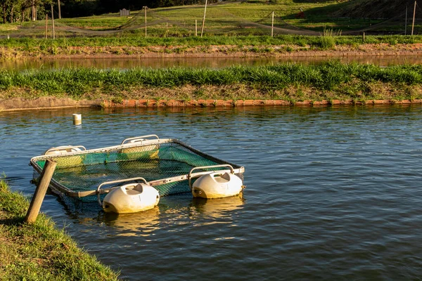 Brezilya 'da bir balık çiftliğinde tilapia yetiştirmek için kullanılan tanklar.
