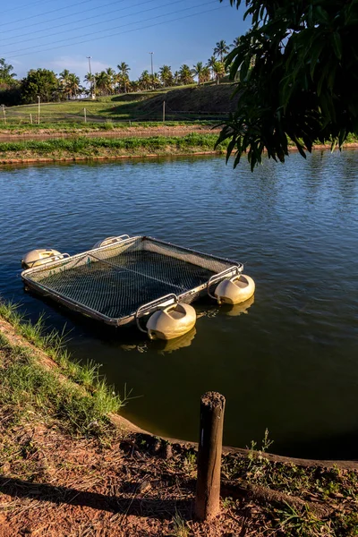 Brezilya 'da bir balık çiftliğinde tilapia yetiştirmek için kullanılan tanklar.