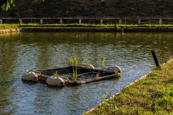 Brezilya 'da bir balık çiftliğinde tilapia yetiştirmek için kullanılan tanklar.