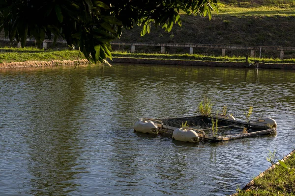 Brezilya 'da bir balık çiftliğinde tilapia yetiştirmek için kullanılan tanklar.
