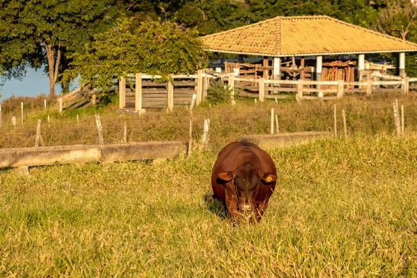 Toro Senepol Pasto Una Granja Para Cría Ganado Vacuno Brasil — Foto de Stock