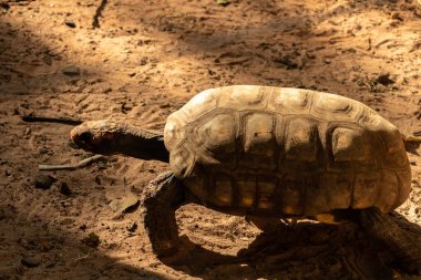 Jabuti- Piranga veya Kızıl Ayaklı Kaplumbağa (Chelonoidis Carbonaria) Brezilya 'da kumda yürüyor