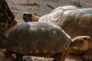 Jabuti- Piranga veya Kızıl Ayaklı Kaplumbağa (Chelonoidis Carbonaria) Brezilya 'da kumda yürüyor