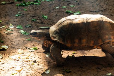 Jabuti- Piranga veya Kızıl Ayaklı Kaplumbağa (Chelonoidis Carbonaria) Brezilya 'da kumda yürüyor