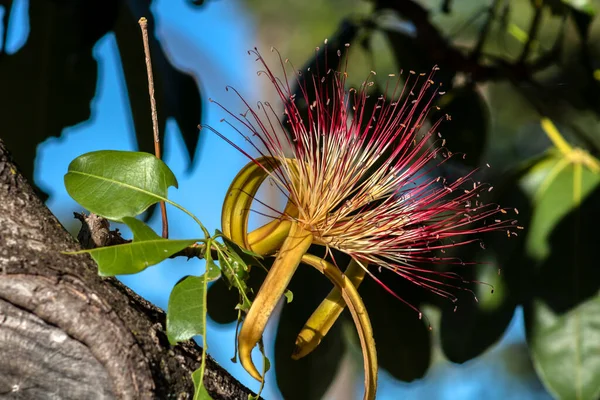 Flower Exotic Fruit Monguba Pachira Aquatica Brazil — Stock Photo, Image