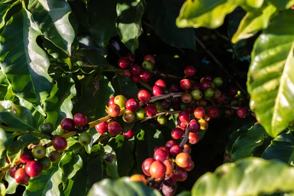 巴西咖啡树上的咖啡豆 — 图库照片