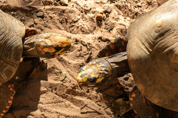 Jabuti Piranga Red Footed Tortoise Chelonoidis Carbonaria 브라질의 — 스톡 사진