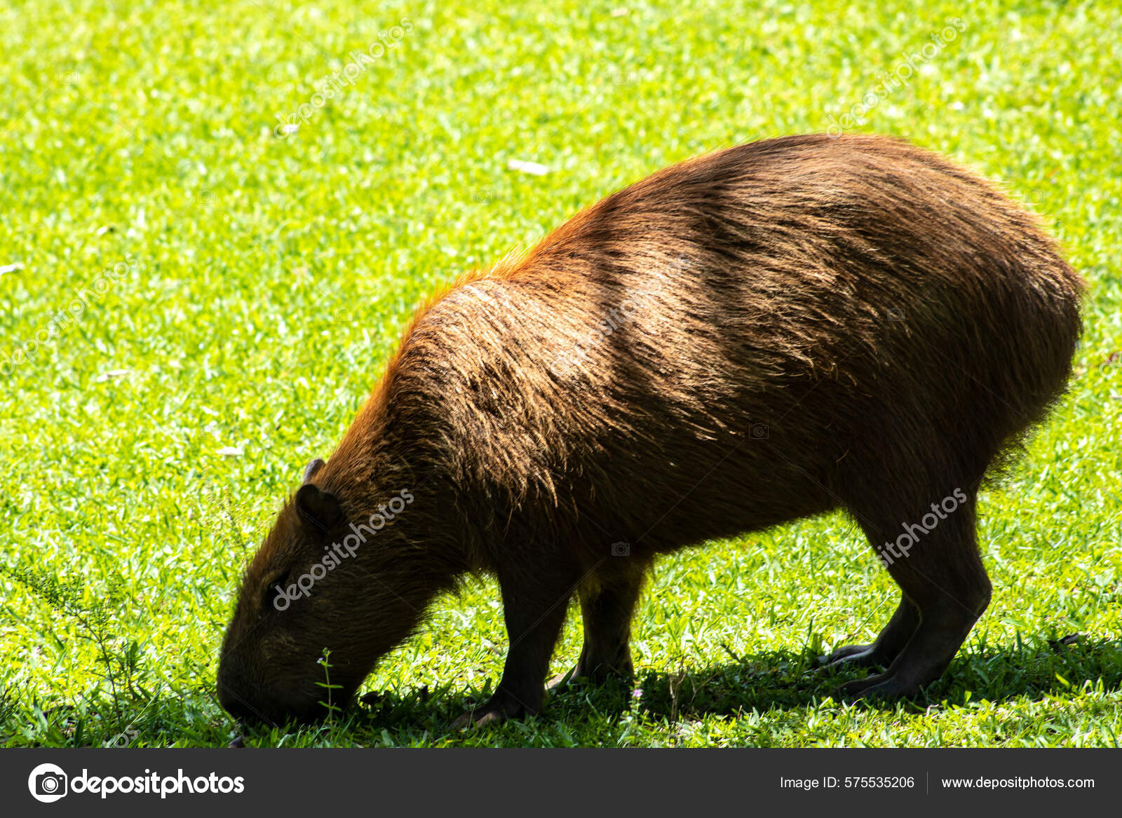 Maior Roedor Vivo Mundo Capivara Hydrochoerus