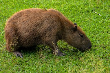 Dünyanın yaşayan en büyük kemirgeni Brezilya 'da çimenlikte bulunan Capybara (hidrokorerus hydrochaeris)