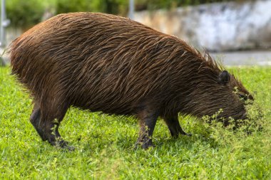 Dünyanın yaşayan en büyük kemirgeni Brezilya 'da çimenlikte bulunan Capybara (hidrokorerus hydrochaeris)