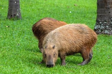 Dünyanın yaşayan en büyük kemirgeni Brezilya 'da çimenlikte bulunan Capybara (hidrokorerus hydrochaeris)
