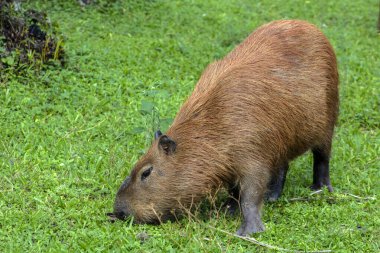Dünyanın yaşayan en büyük kemirgeni Brezilya 'da çimenlikte bulunan Capybara (hidrokorerus hydrochaeris)
