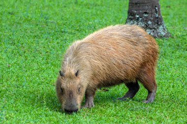 Dünyanın yaşayan en büyük kemirgeni Brezilya 'da çimenlikte bulunan Capybara (hidrokorerus hydrochaeris)