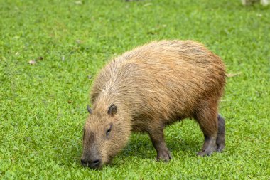 Dünyanın yaşayan en büyük kemirgeni Brezilya 'da çimenlikte bulunan Capybara (hidrokorerus hydrochaeris)